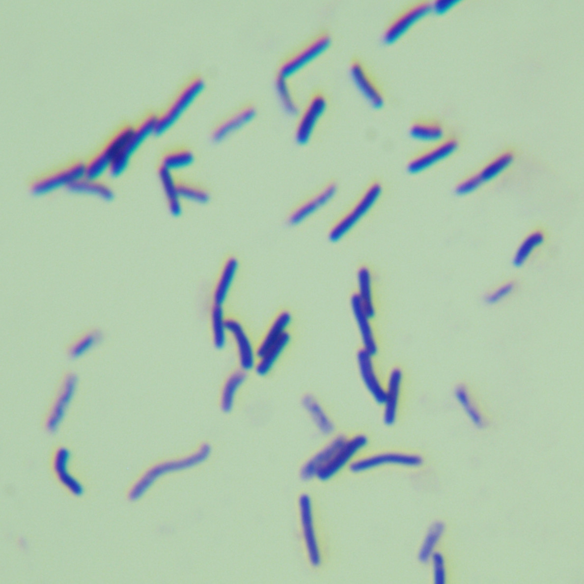 Nubian anaerobic Bacillus-BNCC