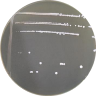 Caucasian yogurt lactobacillus-BNCC