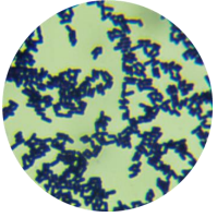 Caucasian yogurt lactobacillus-BNCC