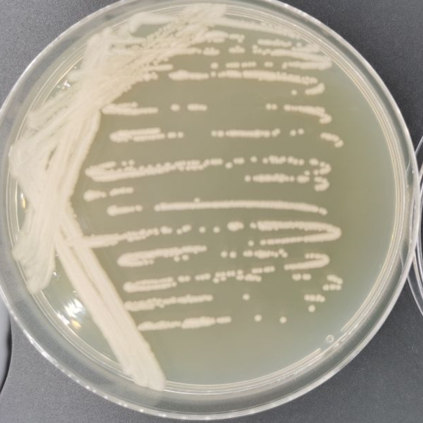 Bacillus subtilis-BNCC