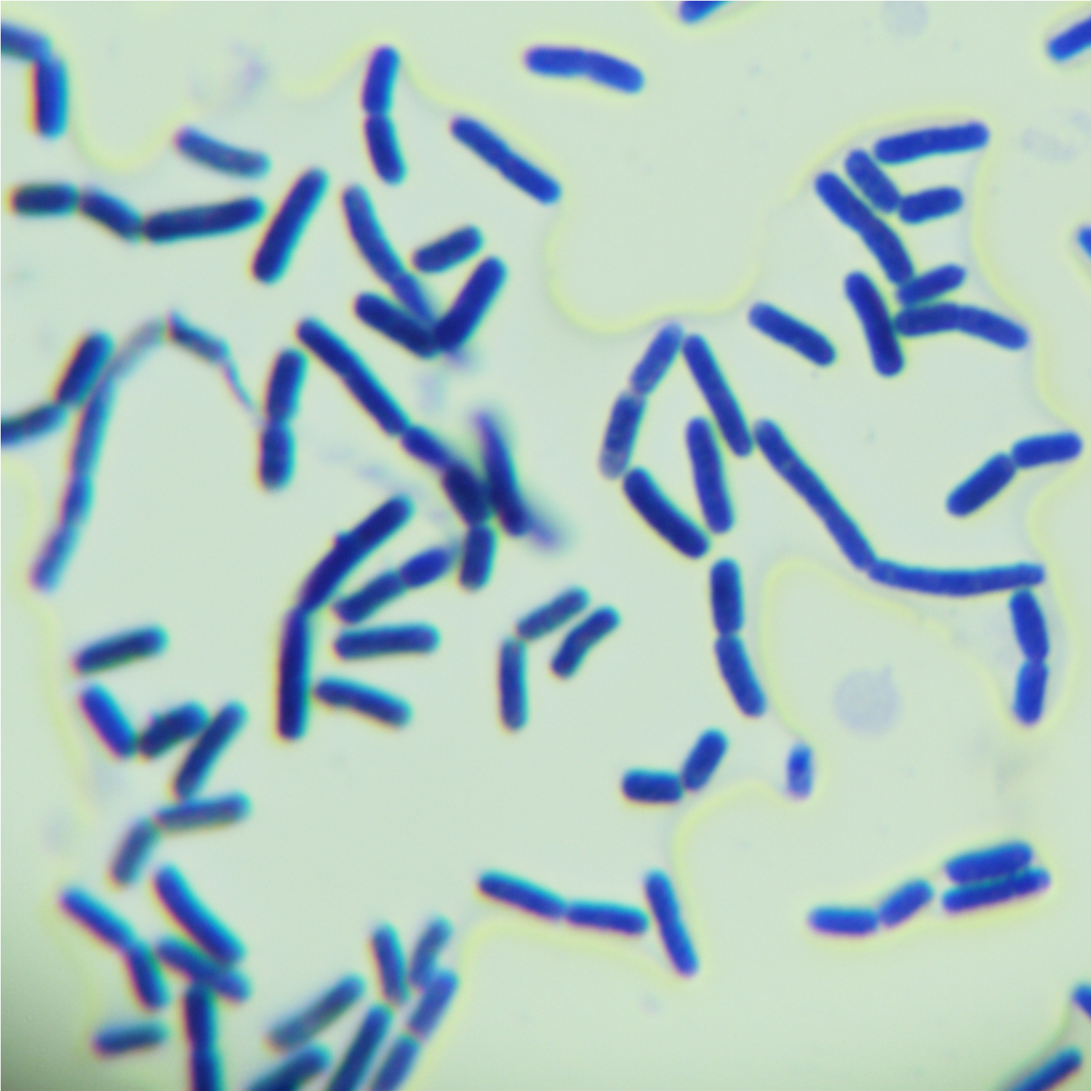 Bacillus subtilis-BNCC