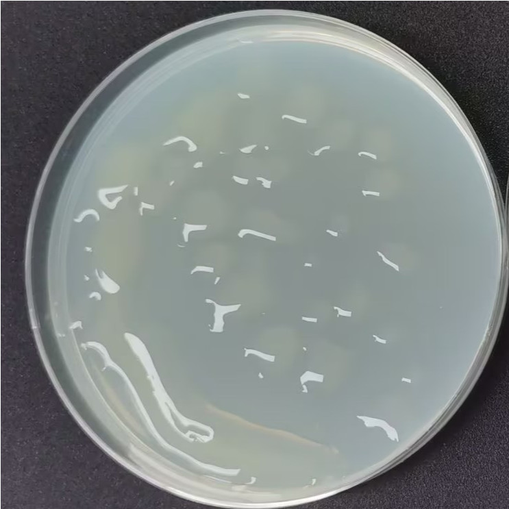 Colloidal Bacillus subtilis-BNCC