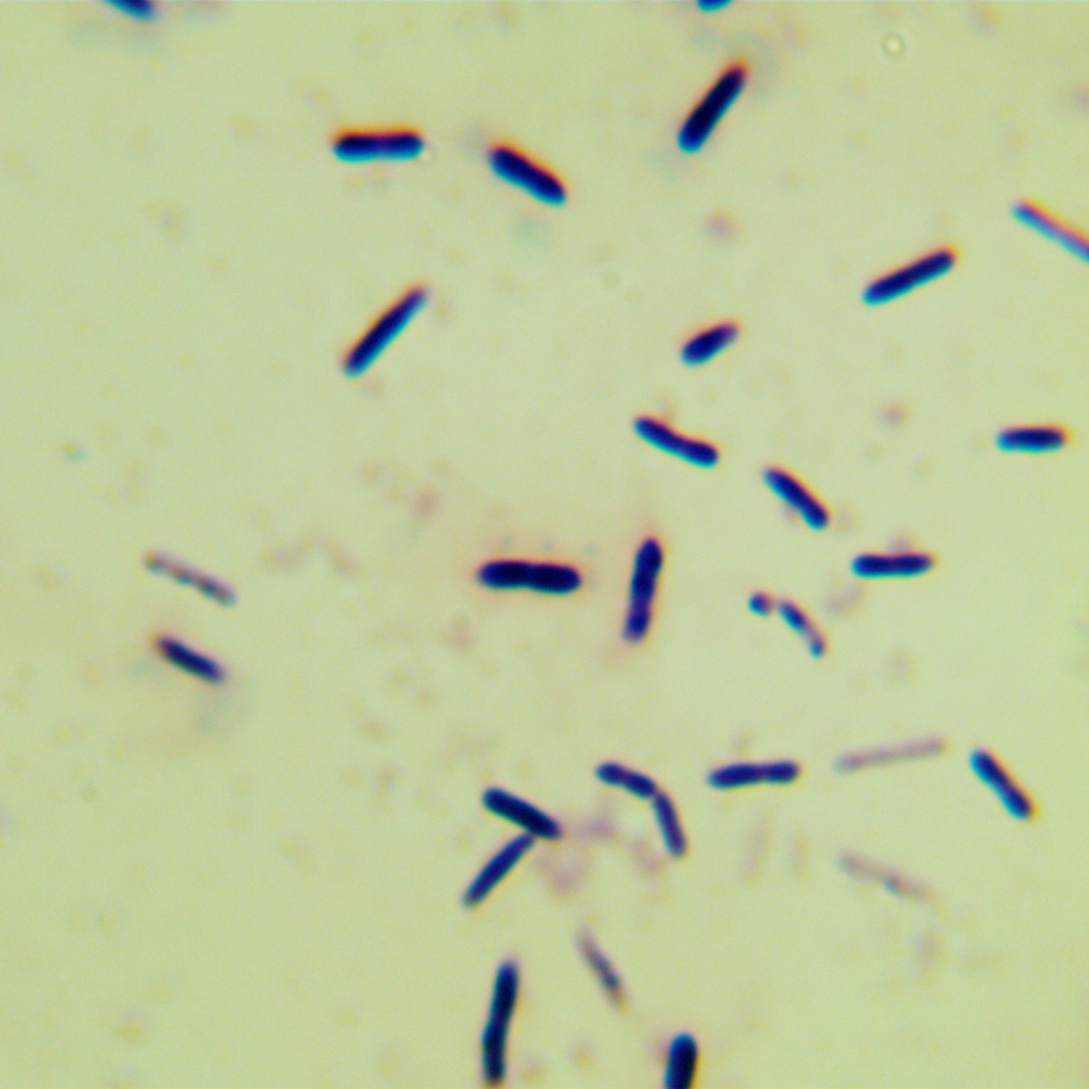 Colloidal Bacillus subtilis-BNCC