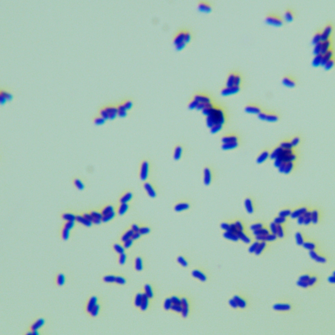 Bacillus subtilis-BNCC