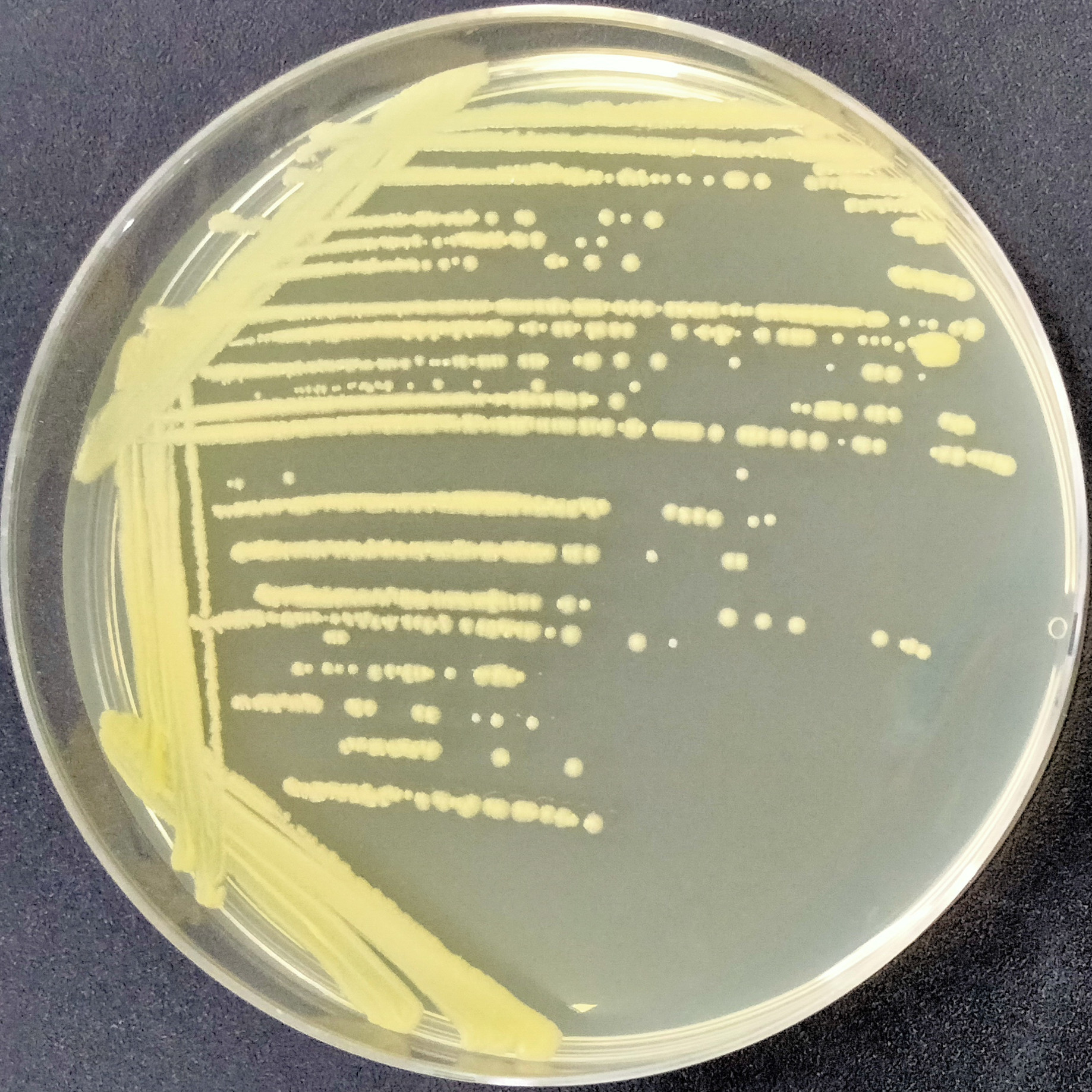Bacillus subtilis-BNCC