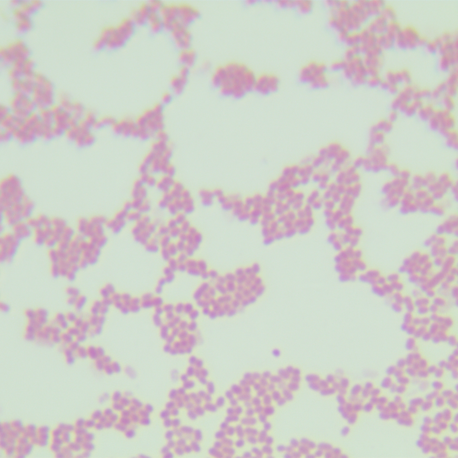Klebsiella pneumoniae-BNCC