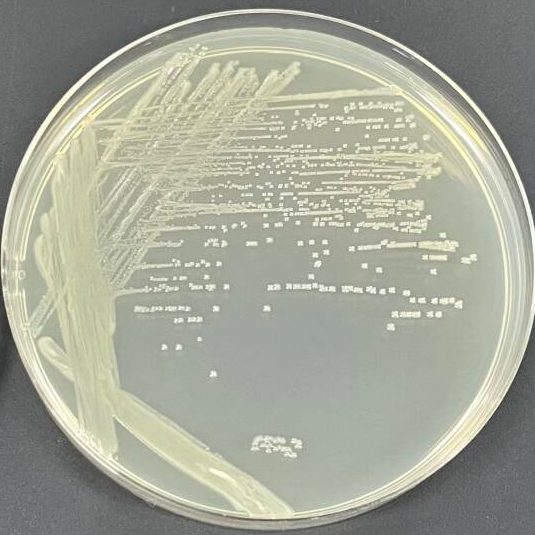 Klebsiella pneumoniae-BNCC