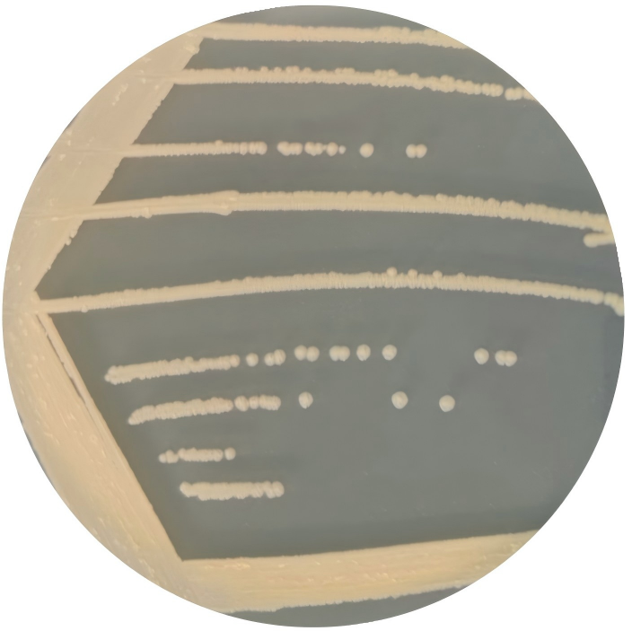 Short Bacillus spores-BNCC