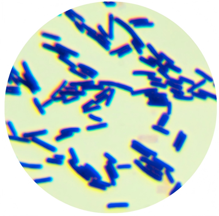 Short Bacillus spores-BNCC