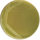 Bacillus amyloliquefaciens-BNCC