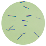 Bacillus amyloliquefaciens-BNCC