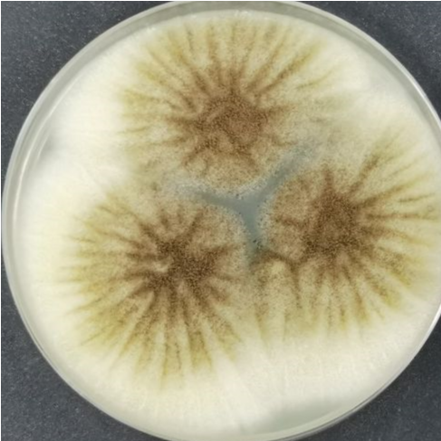 Aspergillus niger-BNCC