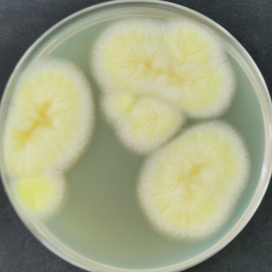 Aspergillus niger-BNCC