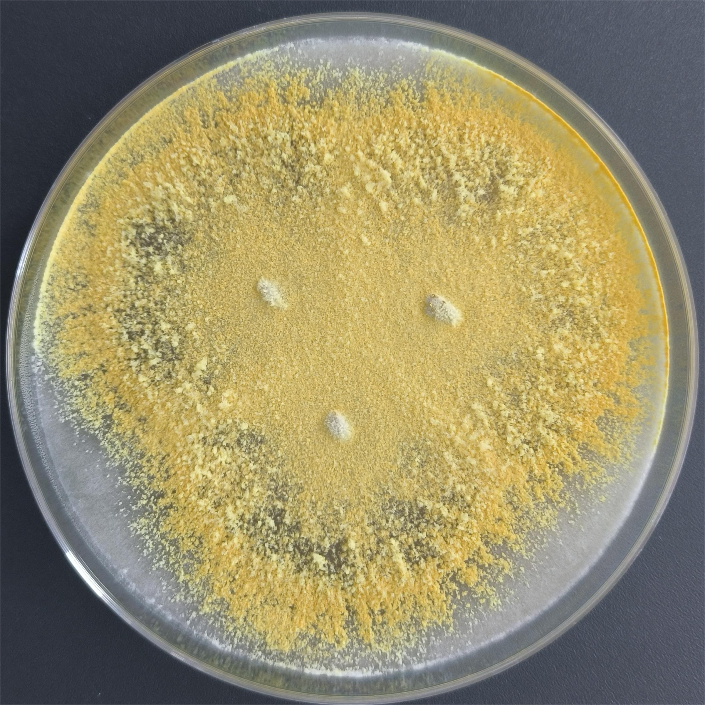 Long branch Trichoderma-BNCC