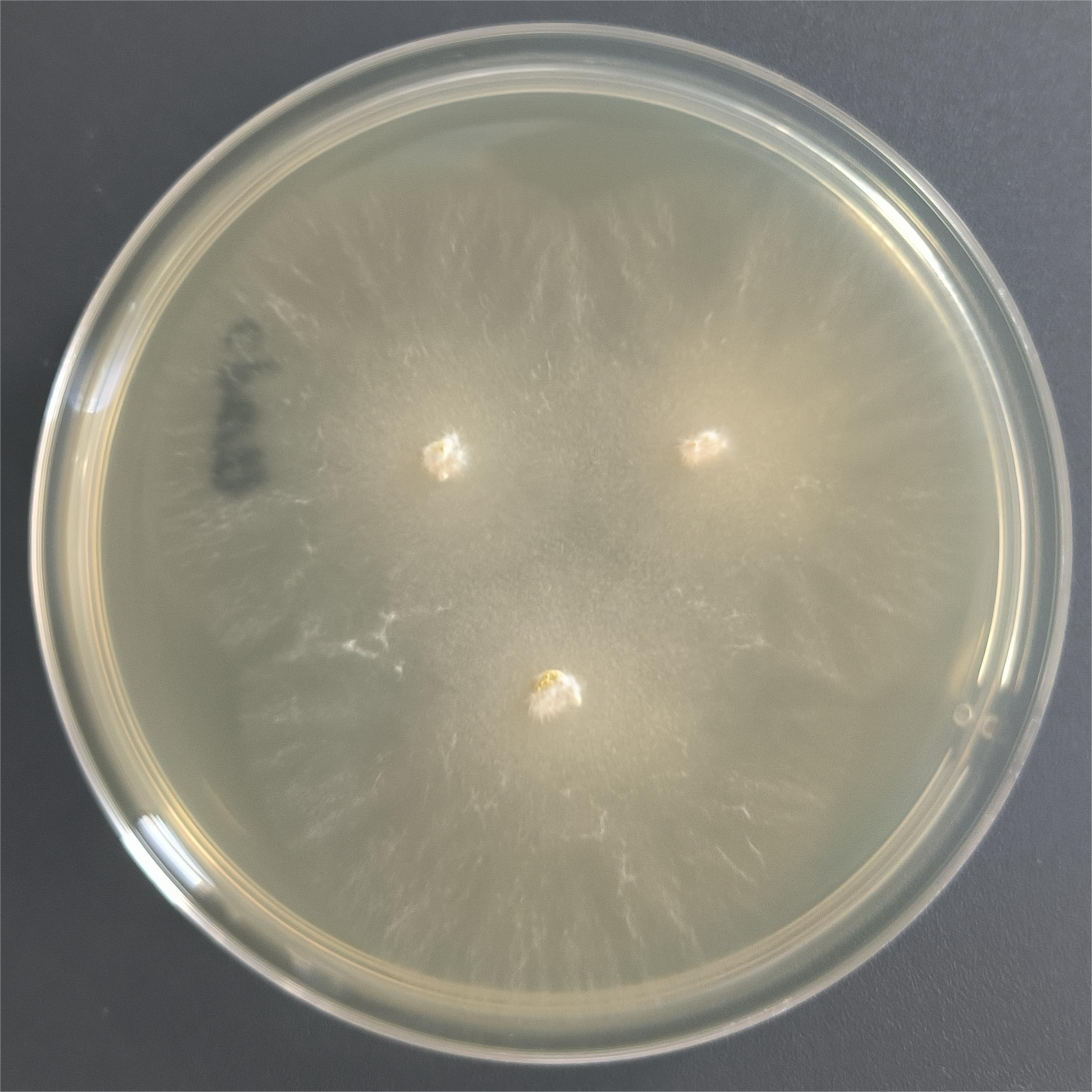 Long branch Trichoderma-BNCC