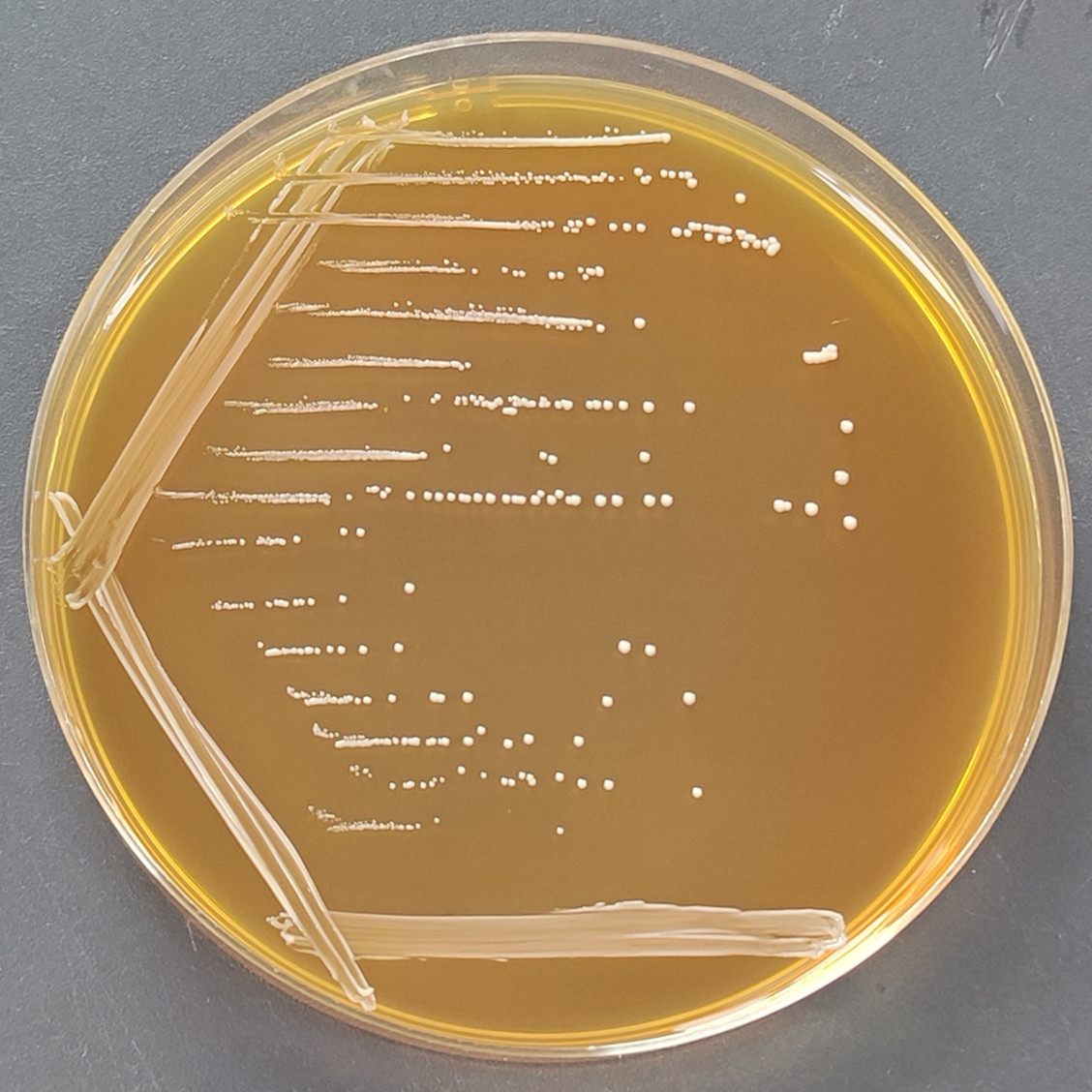 Lactobacillus plantarum-BNCC