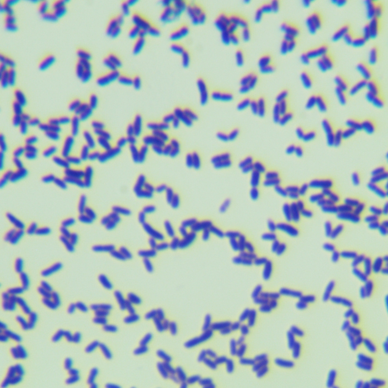 Corynebacterium glutamicum type III-BNCC