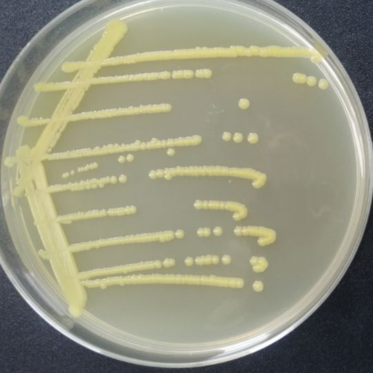 Corynebacterium glutamicum type III-BNCC