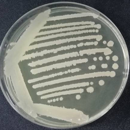 Bacillus subtilis subspecies-BNCC