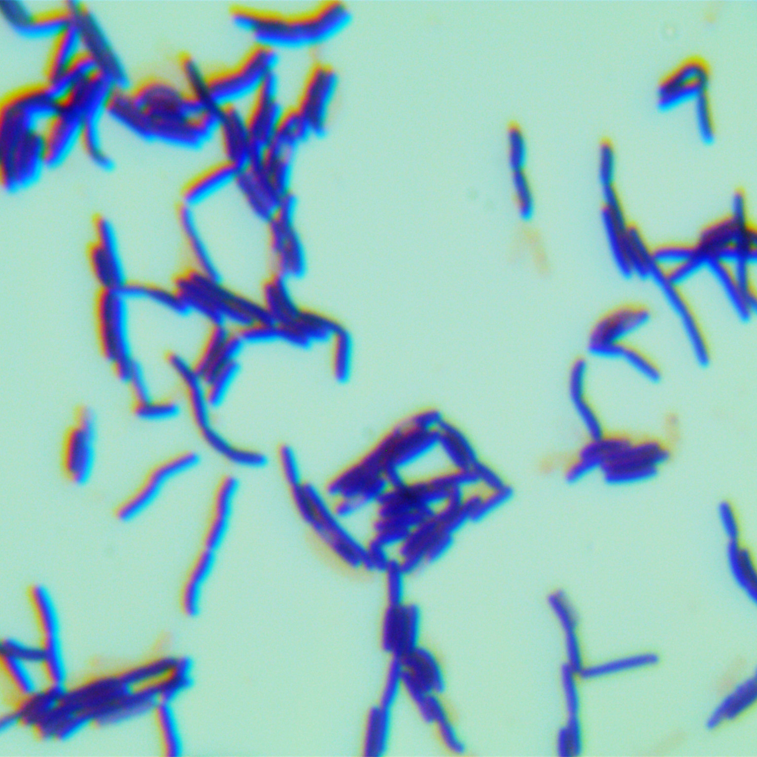 Bacillus subtilis subspecies-BNCC