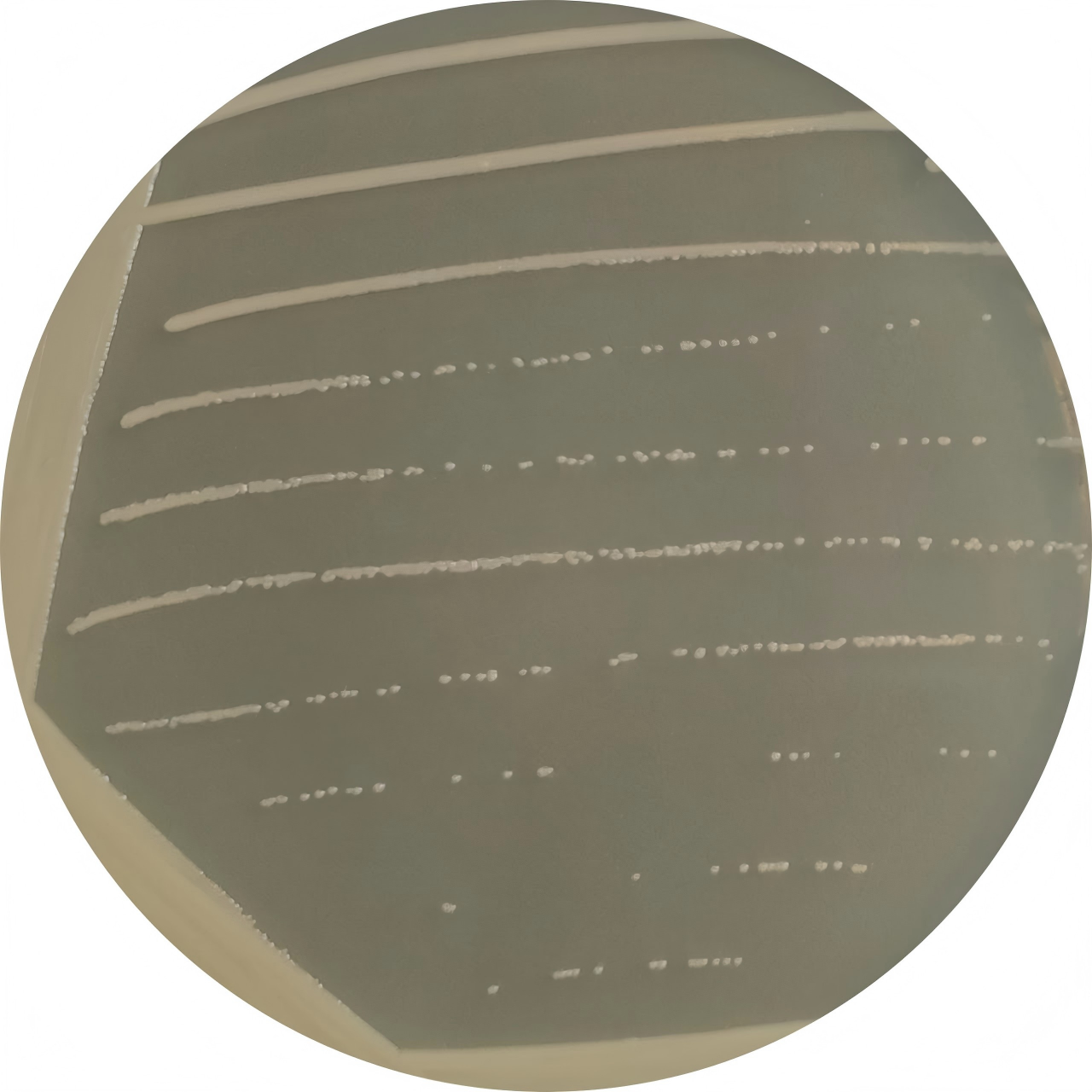 Corynebacterium glutamicum-BNCC