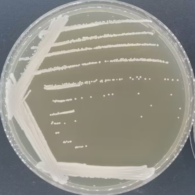 Max Kluwei yeast-BNCC