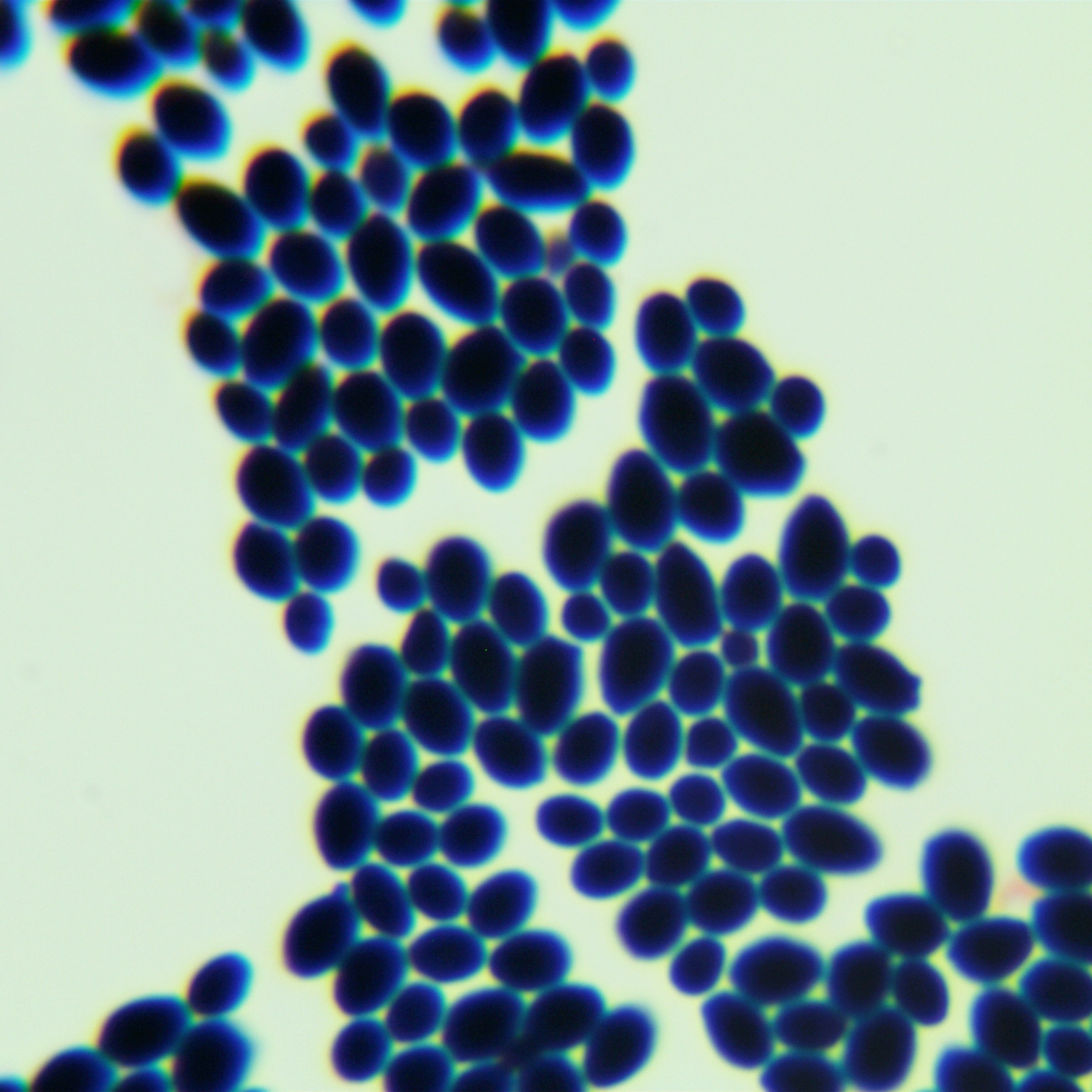Max Kluwei yeast-BNCC