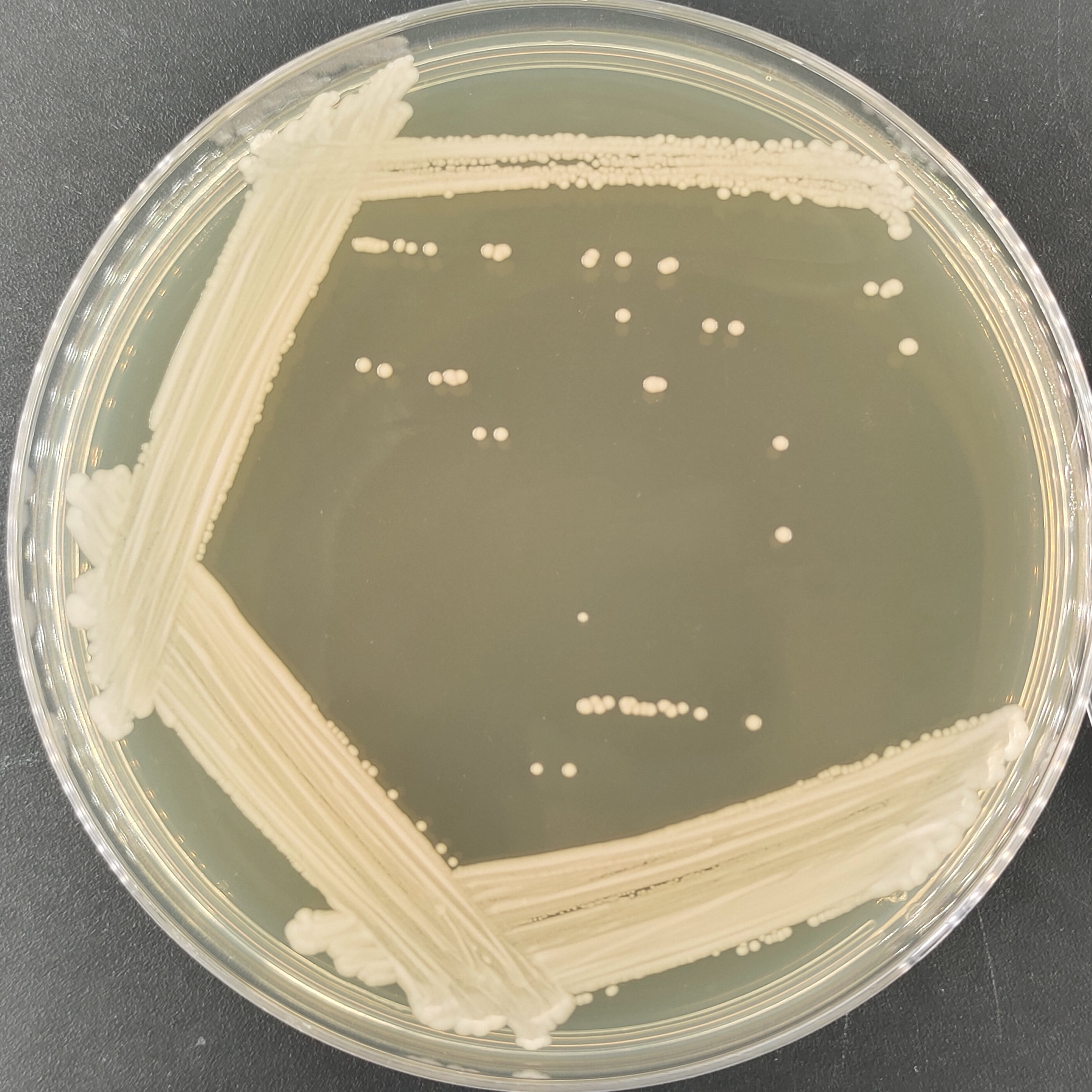 Max Kluwei yeast-BNCC