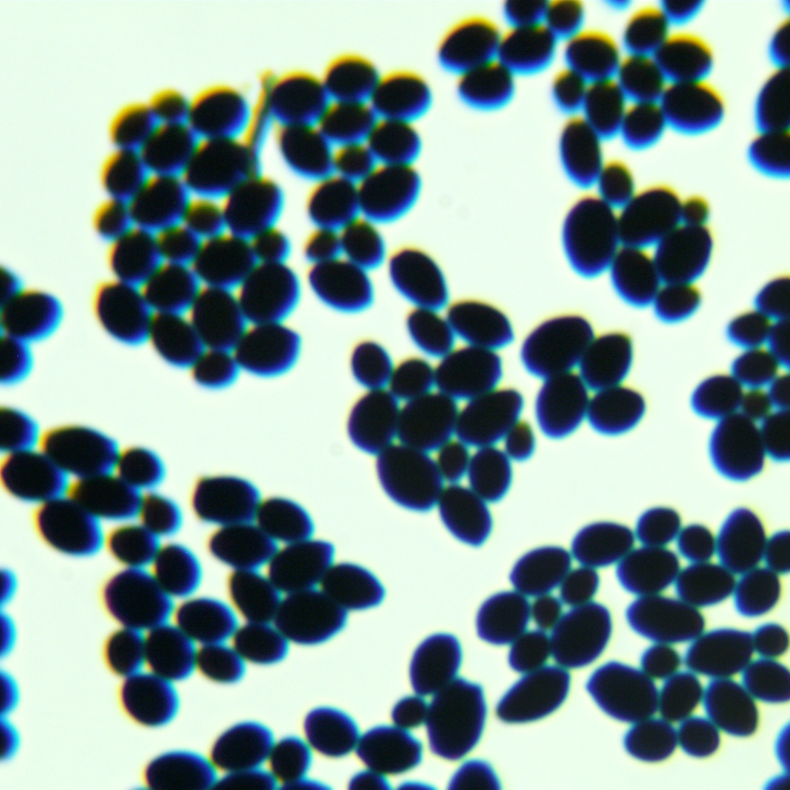 Max Kluwei yeast-BNCC