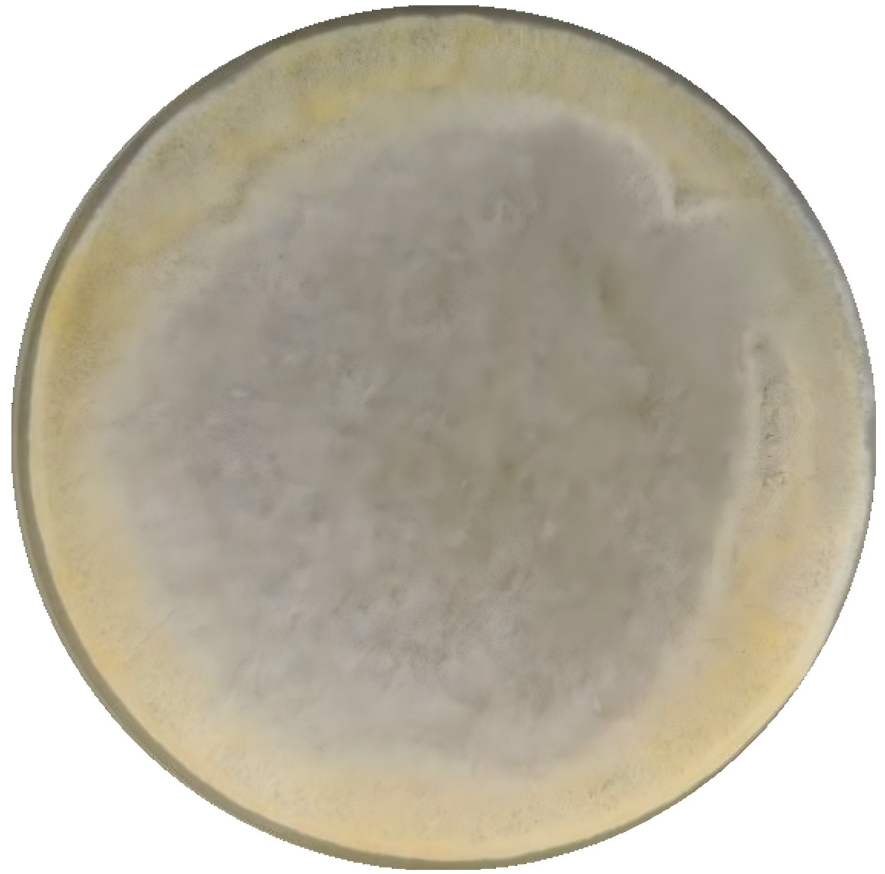 Trichoderma reesei-BNCC