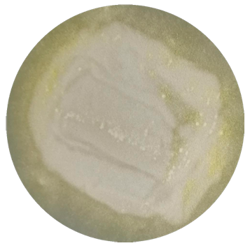 Trichoderma reesei-BNCC
