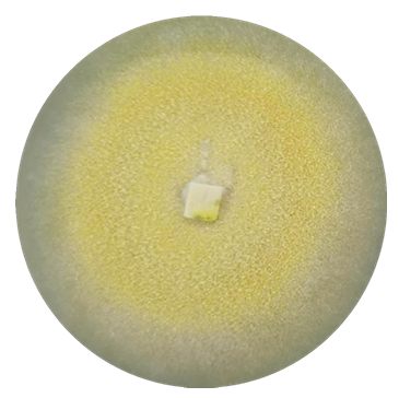 Trichoderma reesei-BNCC