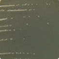 Bacillus cereus-BNCC