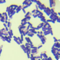 Bacillus cereus-BNCC
