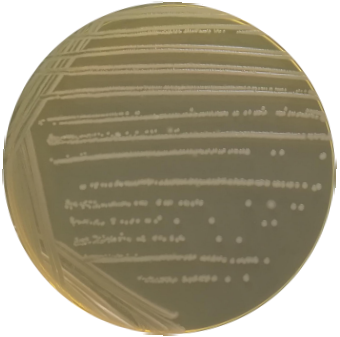 Bacillus amyloliquefaciens subsp. amyloliquefaciens-BNCC