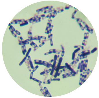 Bacillus amyloliquefaciens subsp. amyloliquefaciens-BNCC