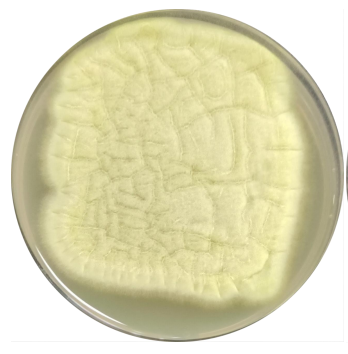 Aspergillus niger-BNCC