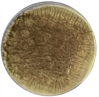 Aspergillus niger-BNCC