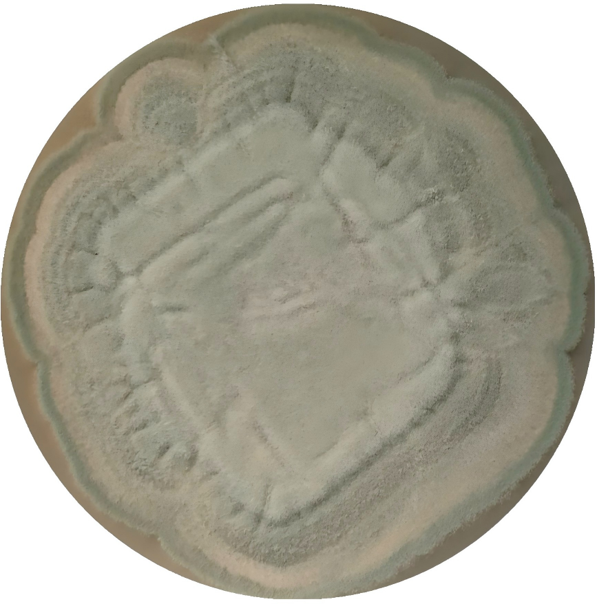 Fresh green Penicillium-BNCC