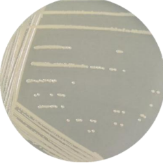 Salmonella enteritidis subspecies-BNCC