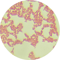 Salmonella enteritidis subspecies-BNCC