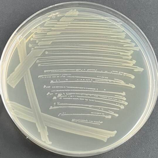 Shigella Songnei-BNCC