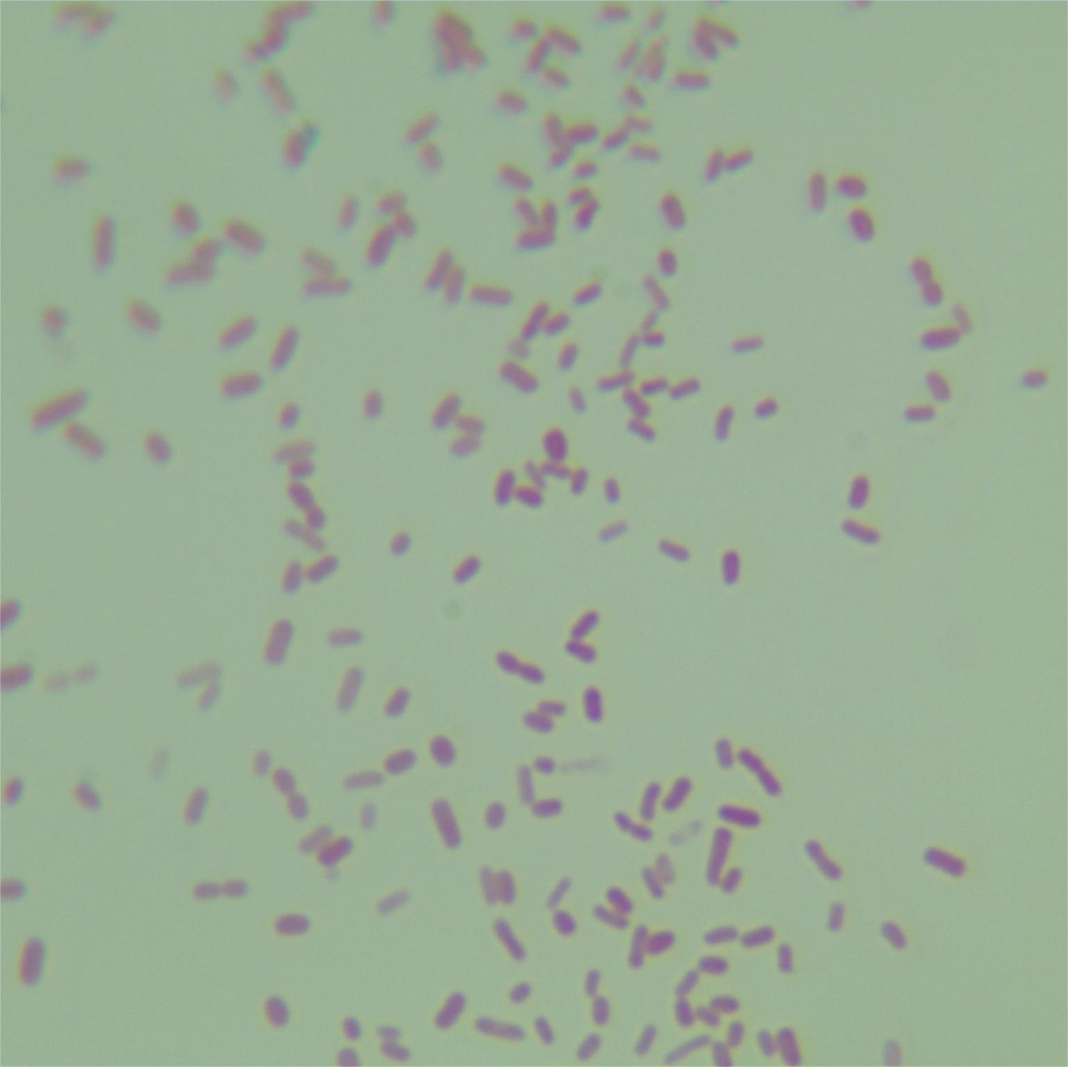 Shigella Songnei-BNCC