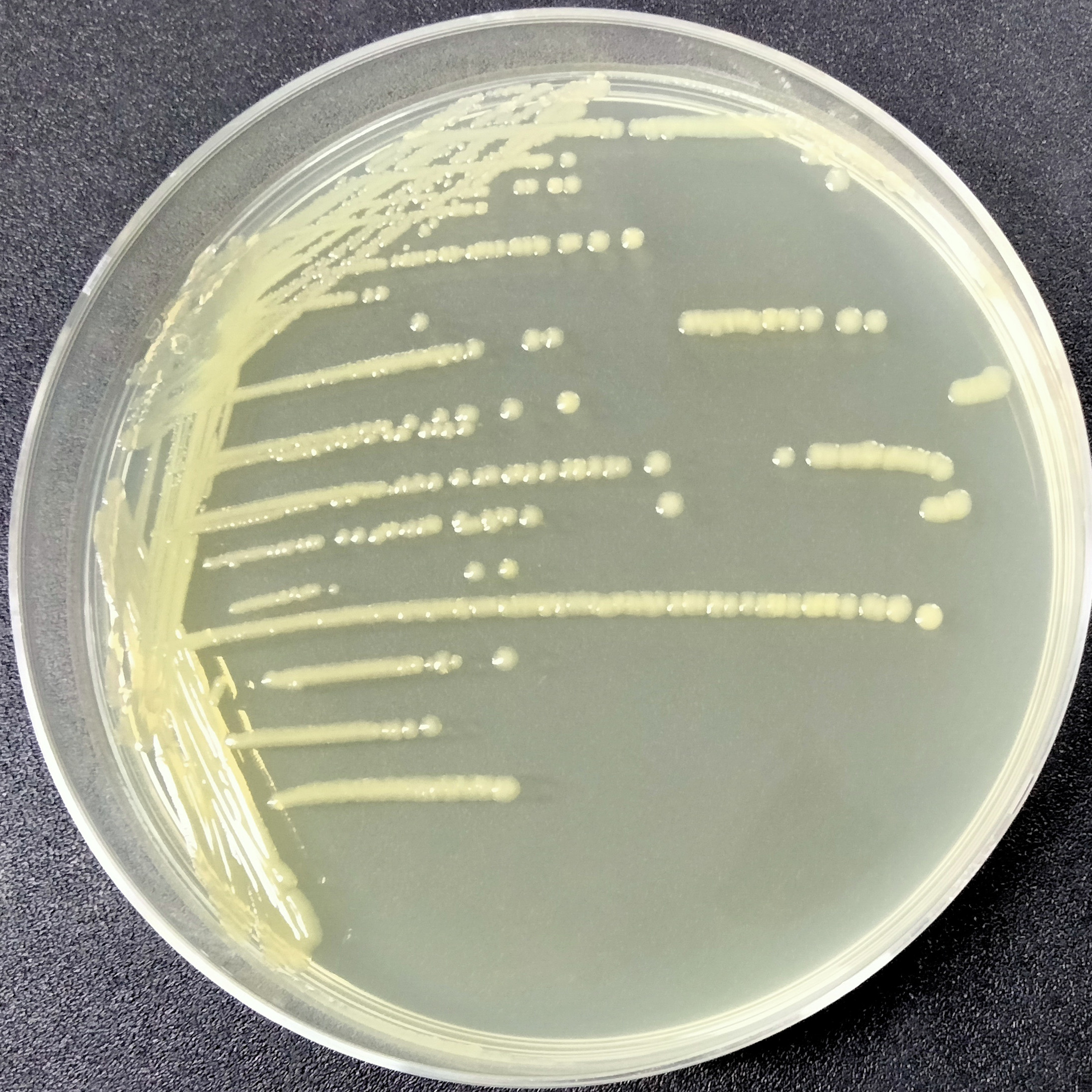 Cronobacter sakazakii-BNCC