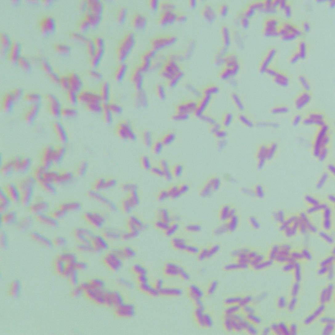Cronobacter sakazakii-BNCC