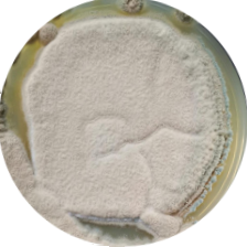 Penicillium chrysogenum-BNCC