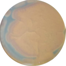 Penicillium chrysogenum-BNCC
