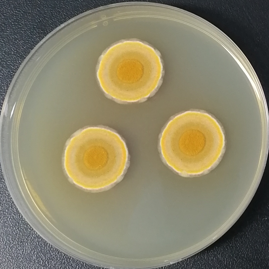 Island basket shaped fungus-BNCC