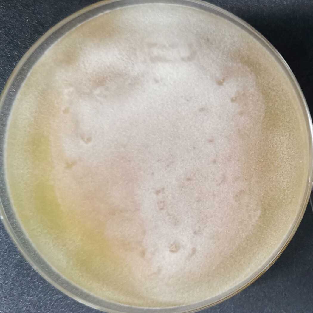 African Trichoderma harzianum-BNCC
