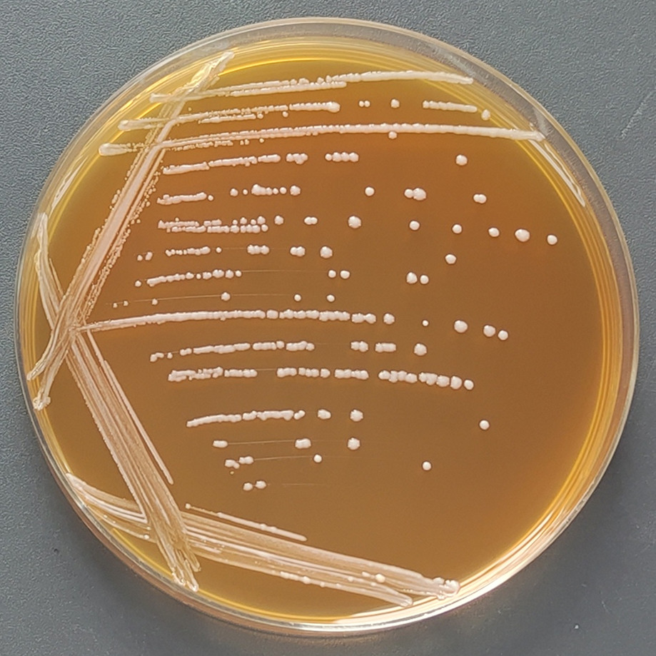 Lactobacillus reuteri-BNCC
